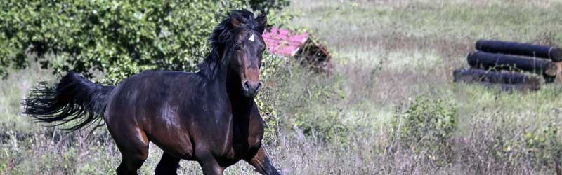 Seguros para Caballos Baratos